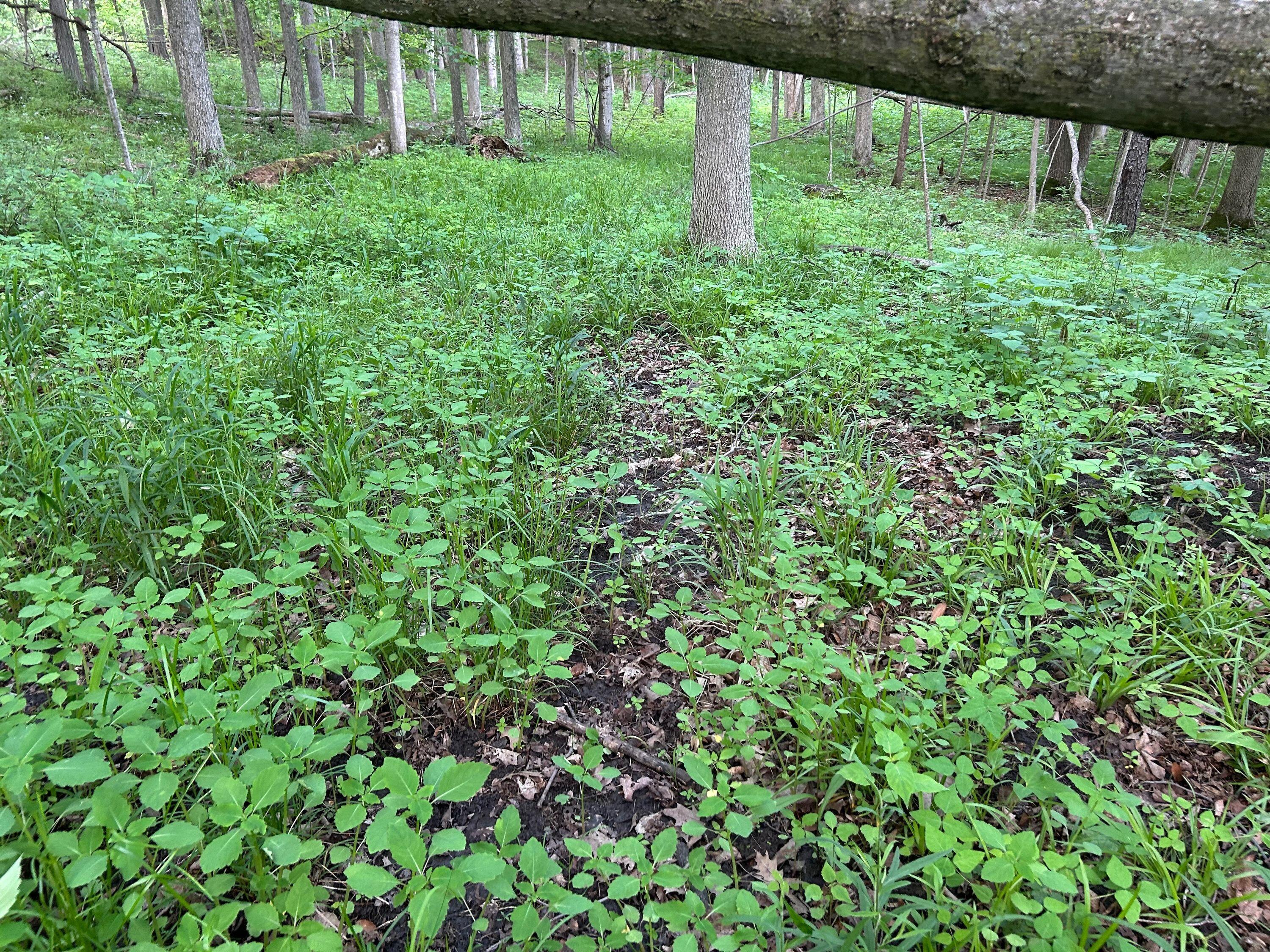 15300 Rome Road Manitou Beach, MI 49253 - Photo 15 of 59 IMG_2953