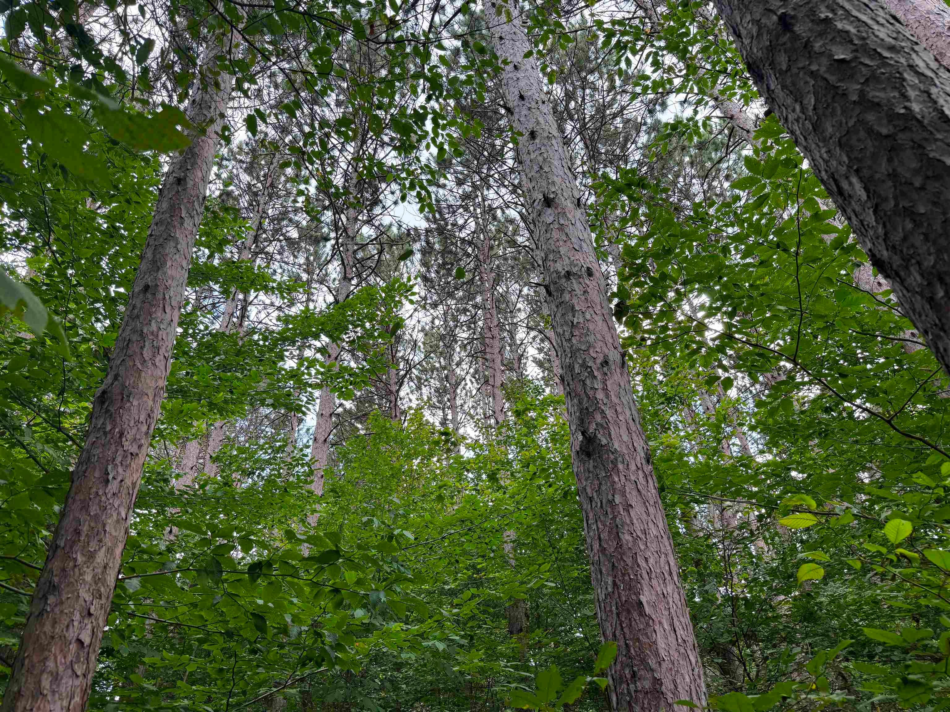 0 Northwest Dundas Road Alden, MI 49612 - Photo 12 of 21 Gallery Image 12
