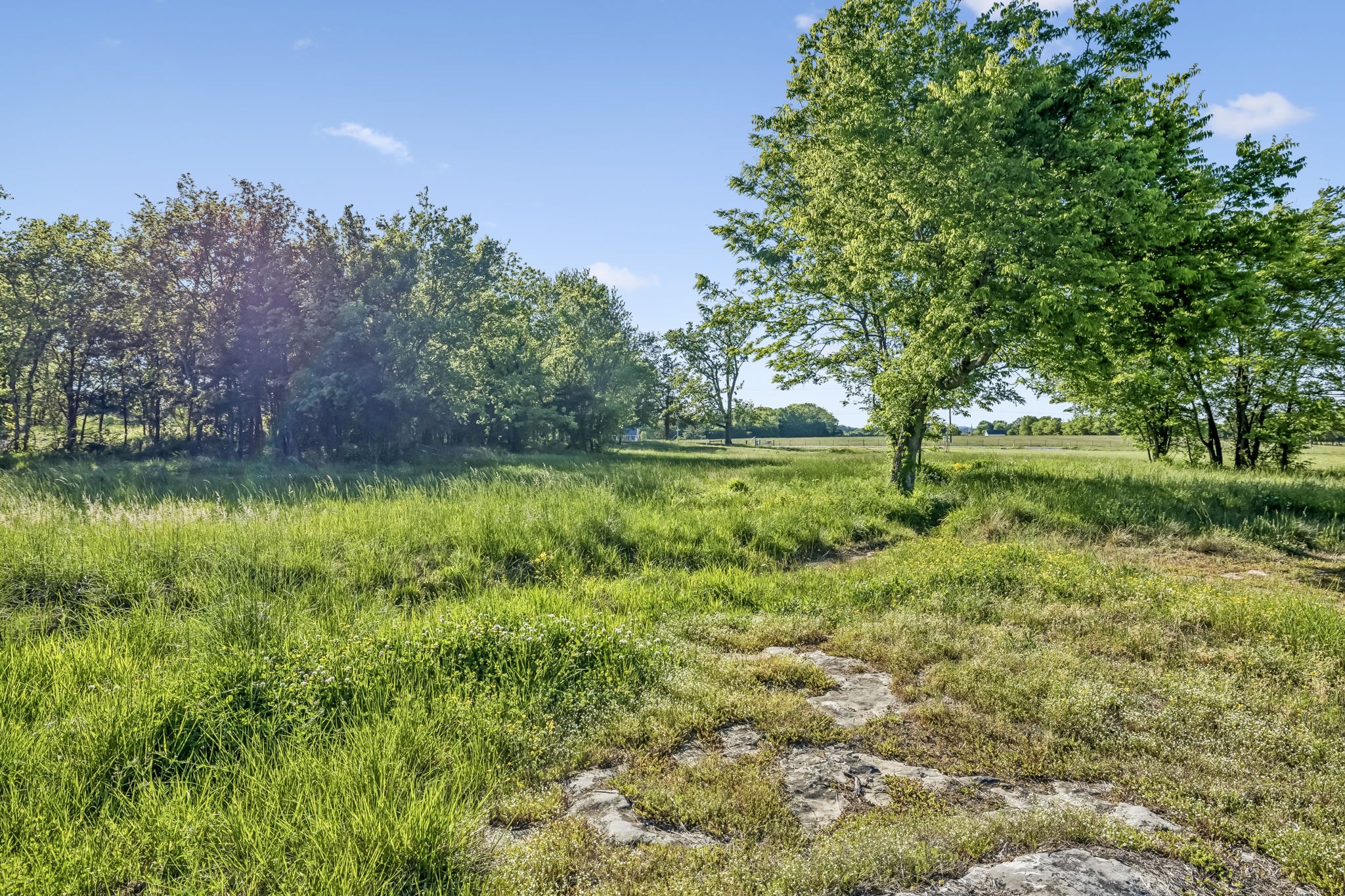 10567 Versailles Road Murfreesboro, TN 37128 - Photo 5 of 25 a view of a yard with a tree