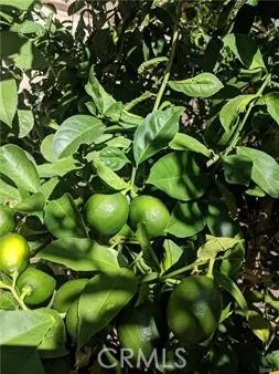 $6,000 | 62 Acorn, Irvine, CA 92620