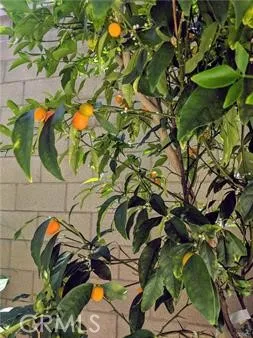 $6,000 | 62 Acorn, Irvine, CA 92620