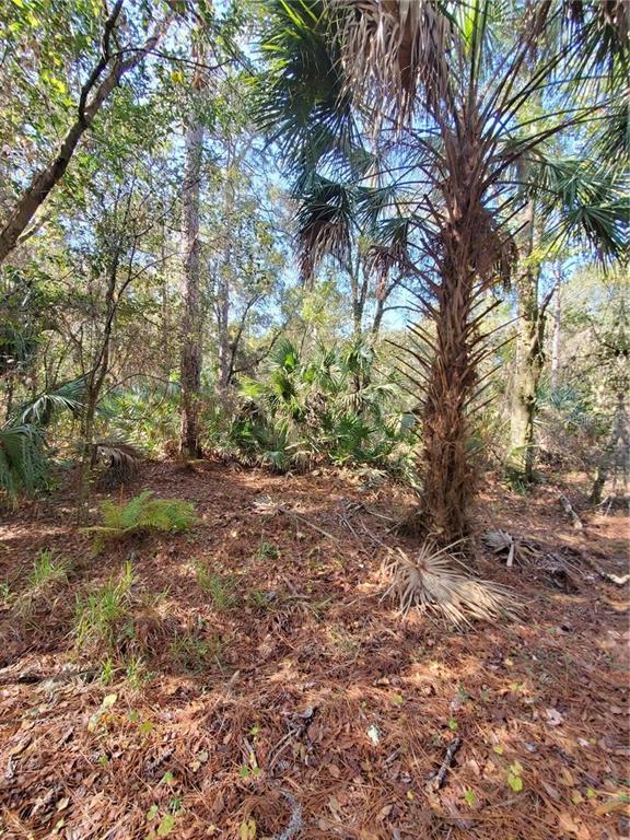 8738 Lindy Lane New Port Richey, FL 34655 - Photo 7 of 9 a view of a yard with plants and trees
