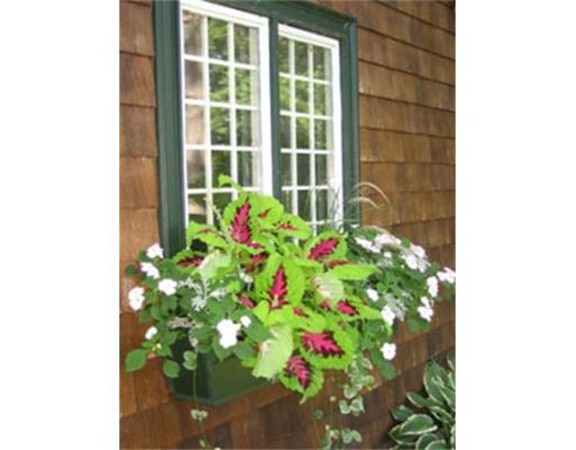 15 Hillside Road Gloucester, MA 01930 - Photo 6 of 10 a flower plants in front of a door