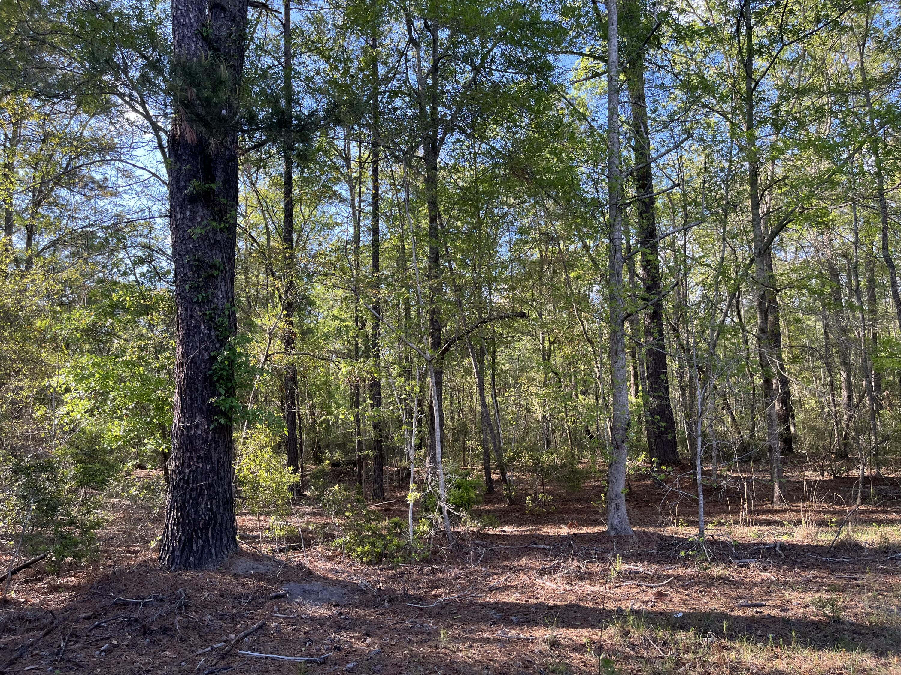 0 Rentz Drive Walterboro, SC 29488 - Photo 2 of 15 rentz pic 4