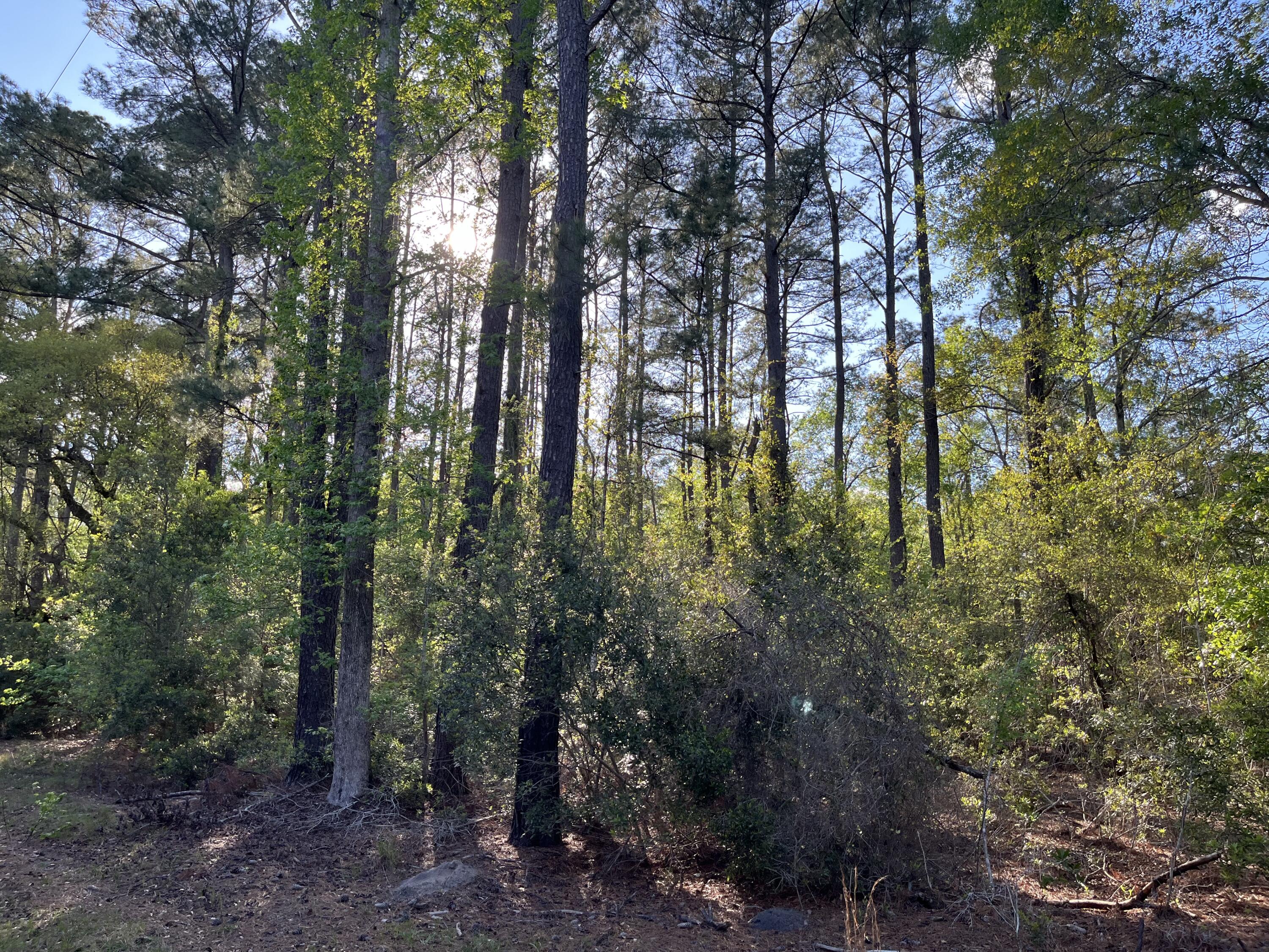 0 Rentz Drive Walterboro, SC 29488 - Photo 6 of 15 rentz pic 11