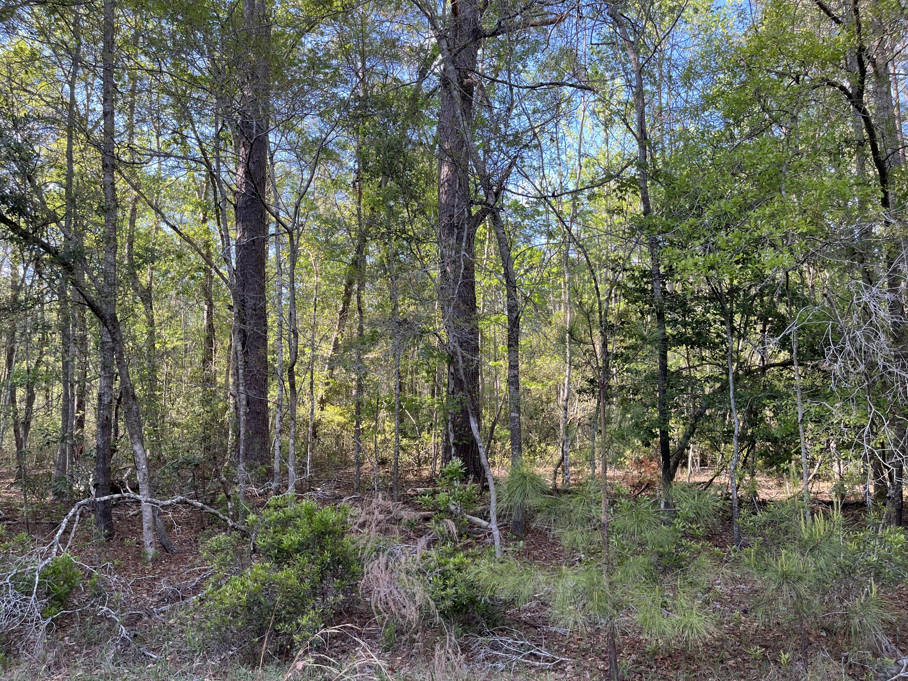 0 Rentz Drive Walterboro, SC 29488 - Photo 10 of 15 rentz pic 3