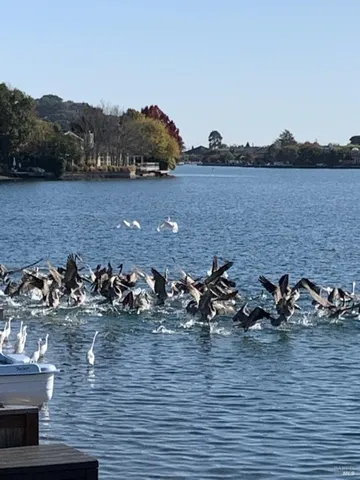 $8,999,000 | 20 Lagoon Road, Belvedere, CA 94920