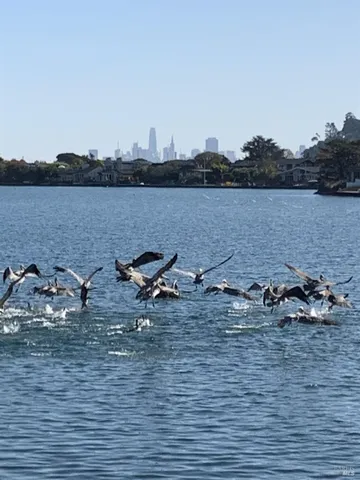 $8,999,000 | 20 Lagoon Road, Belvedere, CA 94920