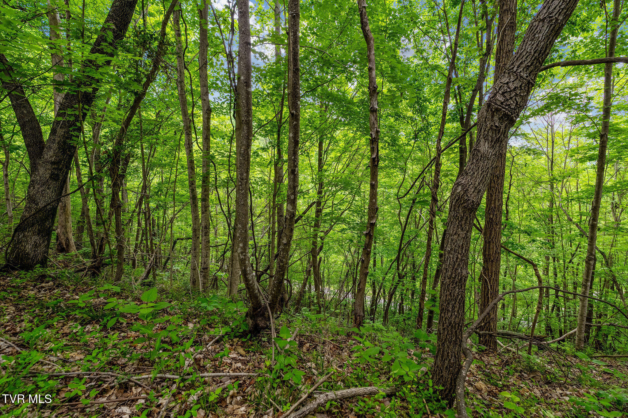 Tbd Wattenbarger Gap Road Greeneville, TN 37745 - Photo 20 of 41 DSC08324