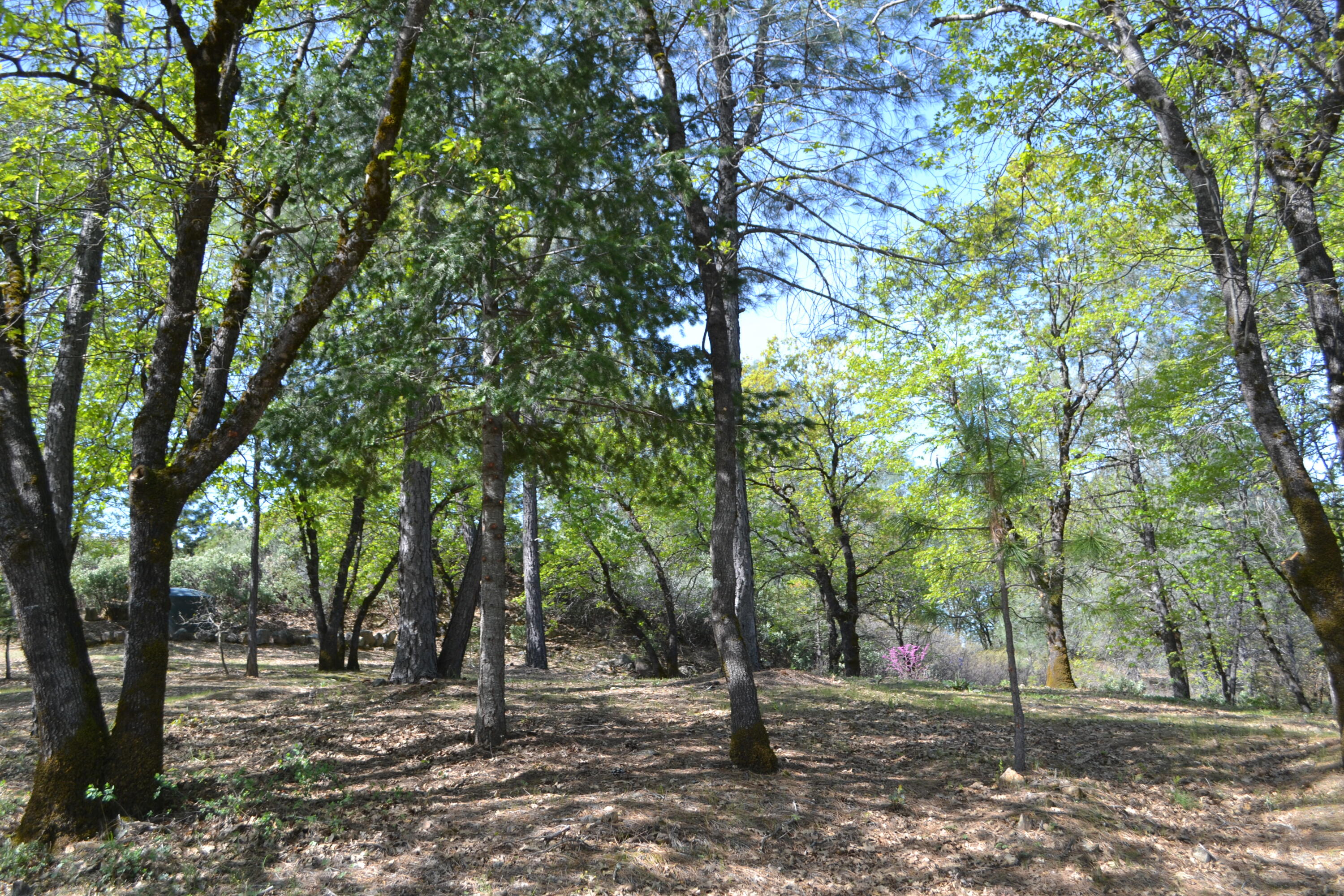 Backbone Road Bella Vista, CA 96008 - Photo 16 of 42 a view of outdoor space with trees