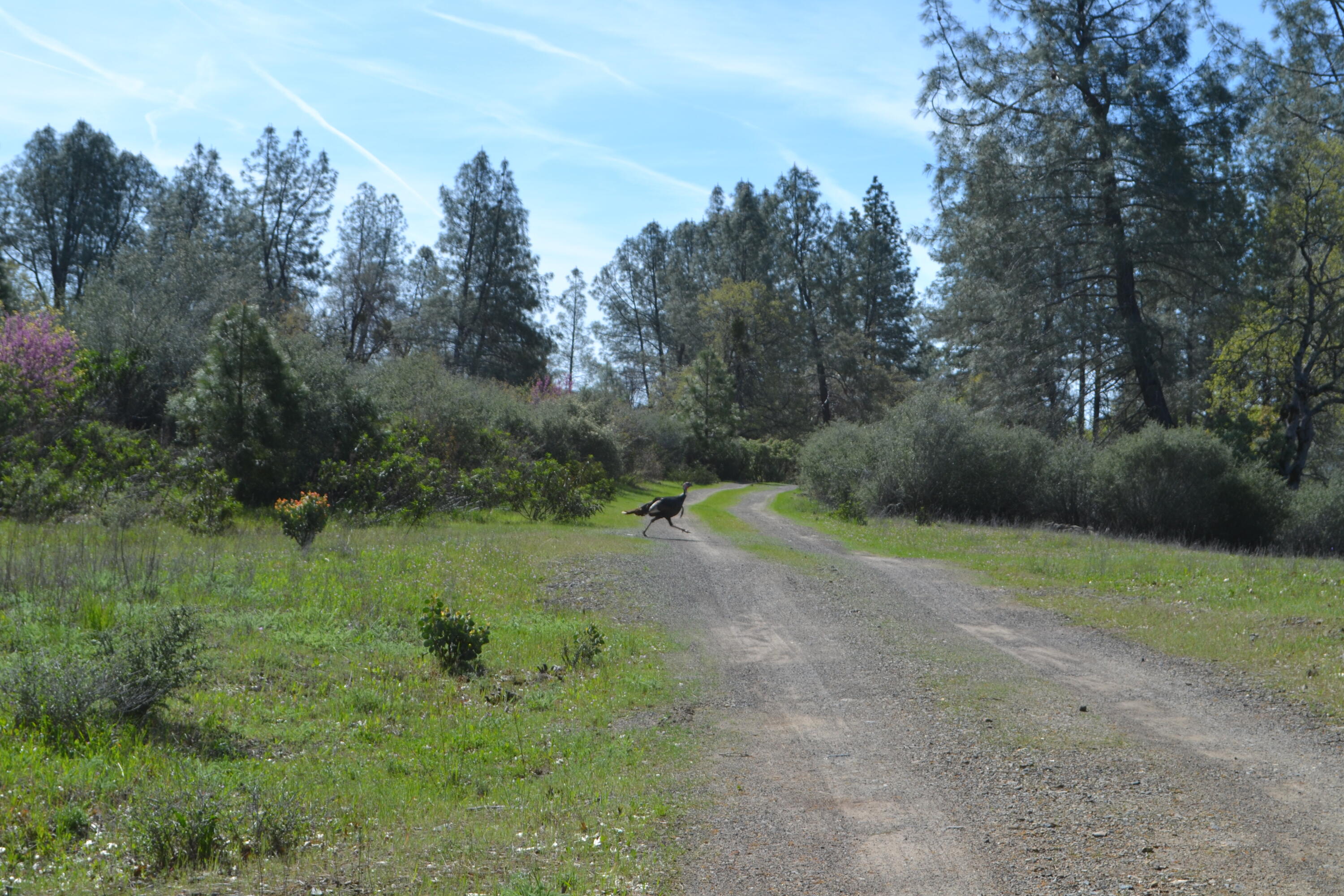 Backbone Road Bella Vista, CA 96008 - Photo 20 of 42 a view of outdoor space with trees all around