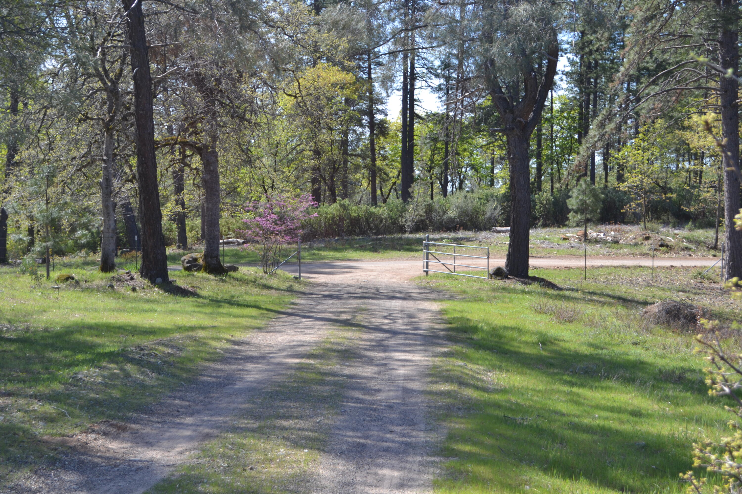Backbone Road Bella Vista, CA 96008 - Photo 21 of 42 a view of a yard with a tree