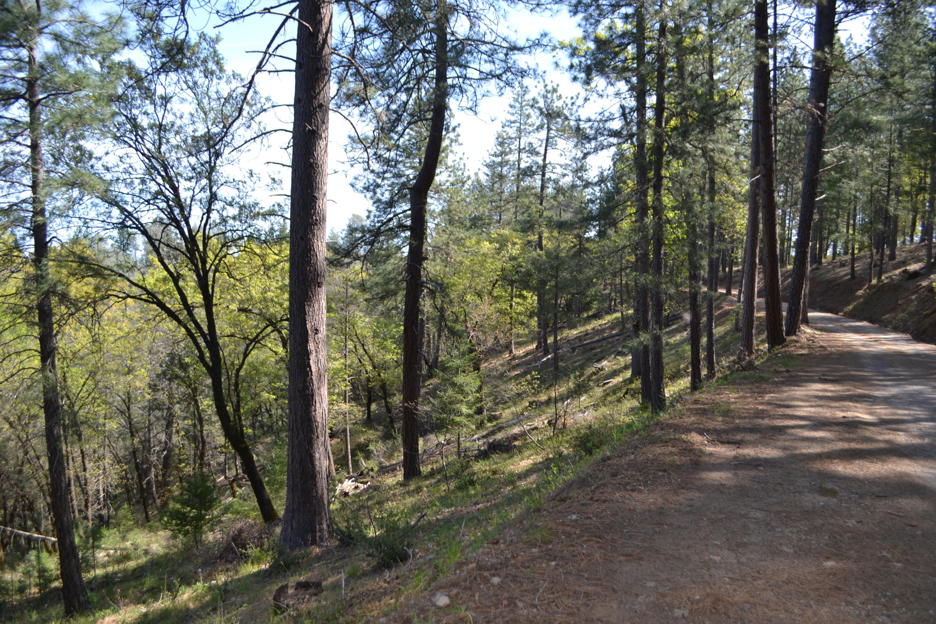 Backbone Road Bella Vista, CA 96008 - Photo 22 of 42 a view of a forest with trees in the background
