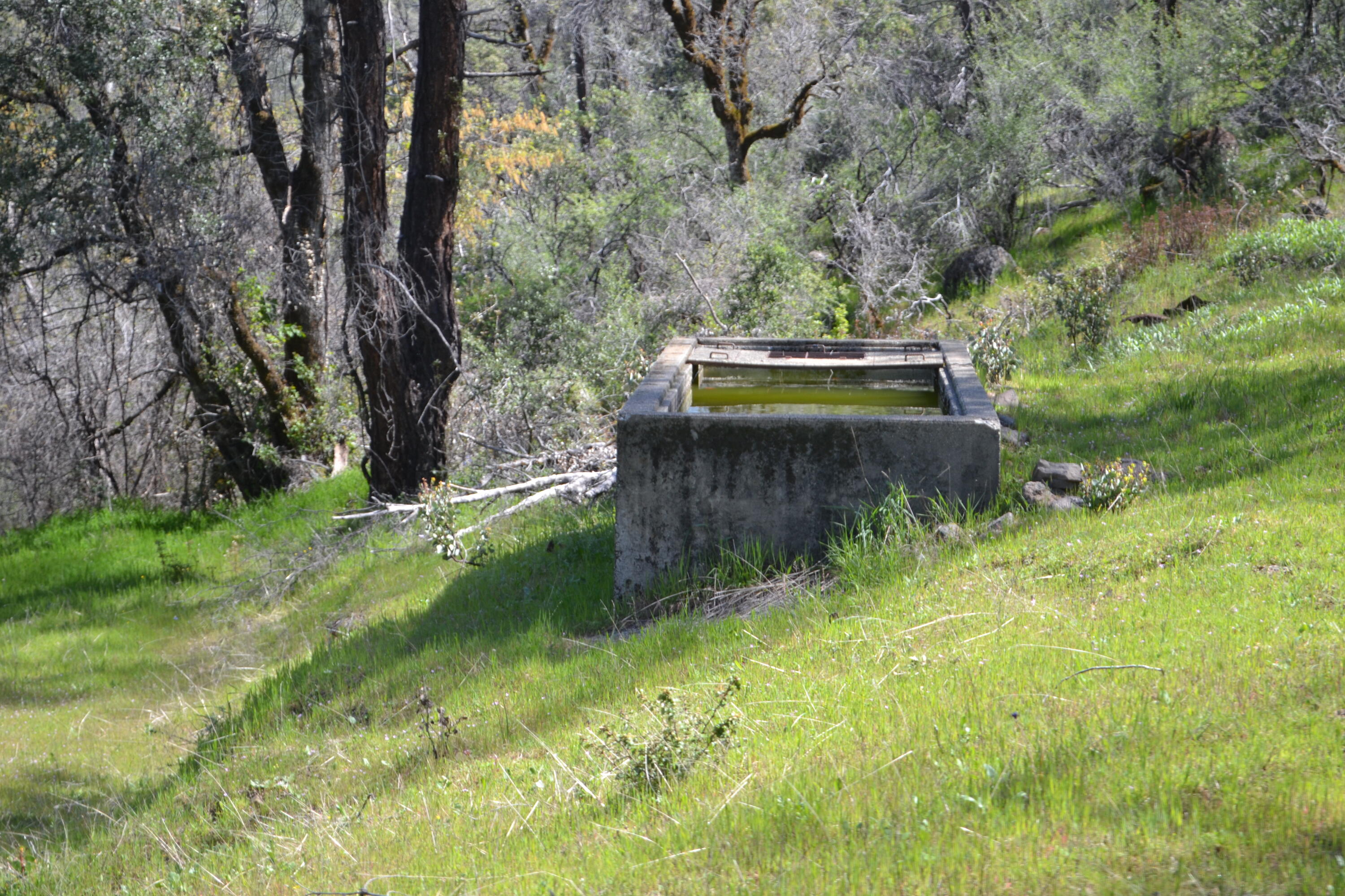 Backbone Road Bella Vista, CA 96008 - Photo 23 of 42 a view of a yard with large trees