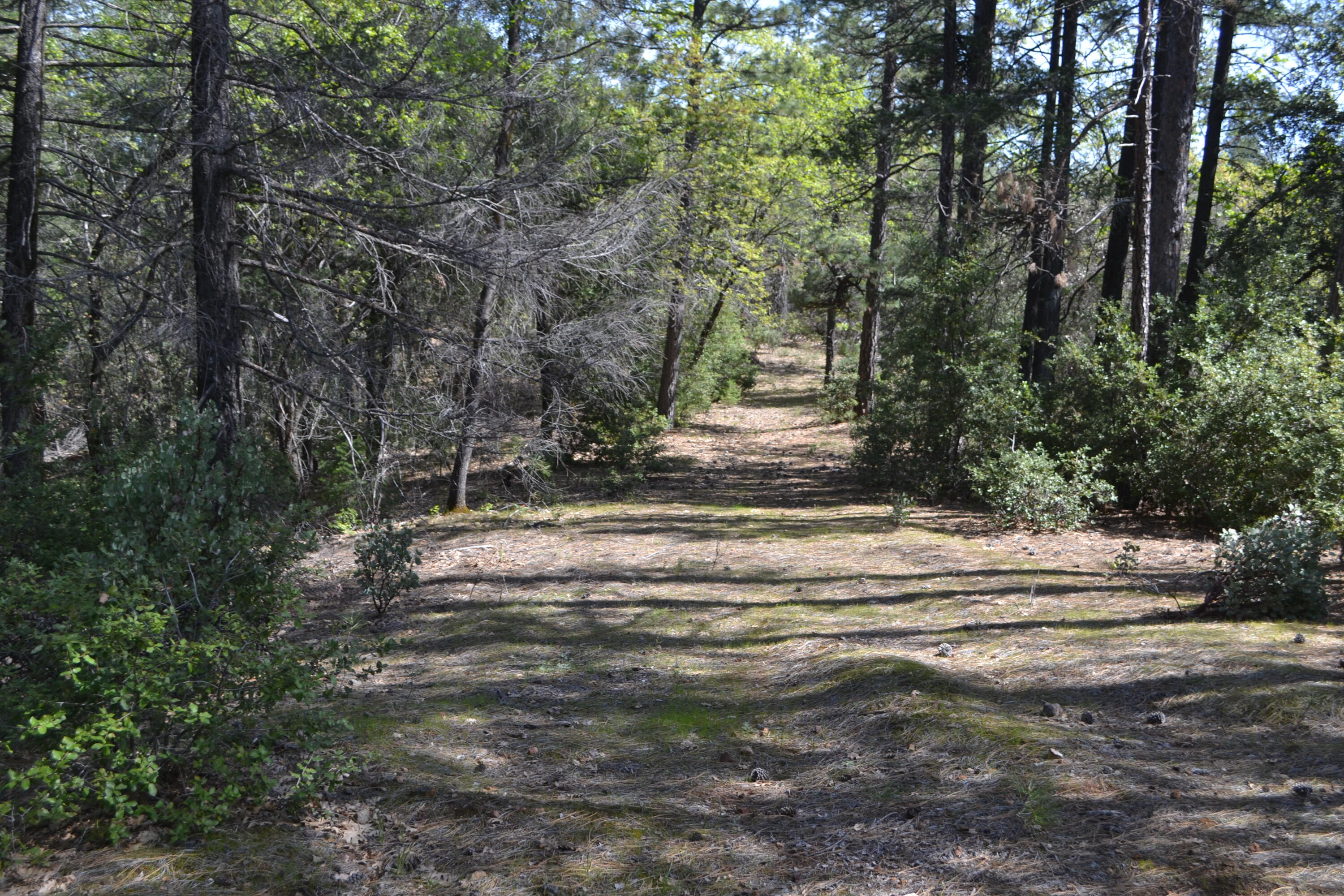 Backbone Road Bella Vista, CA 96008 - Photo 25 of 42 a view of a yard with large trees