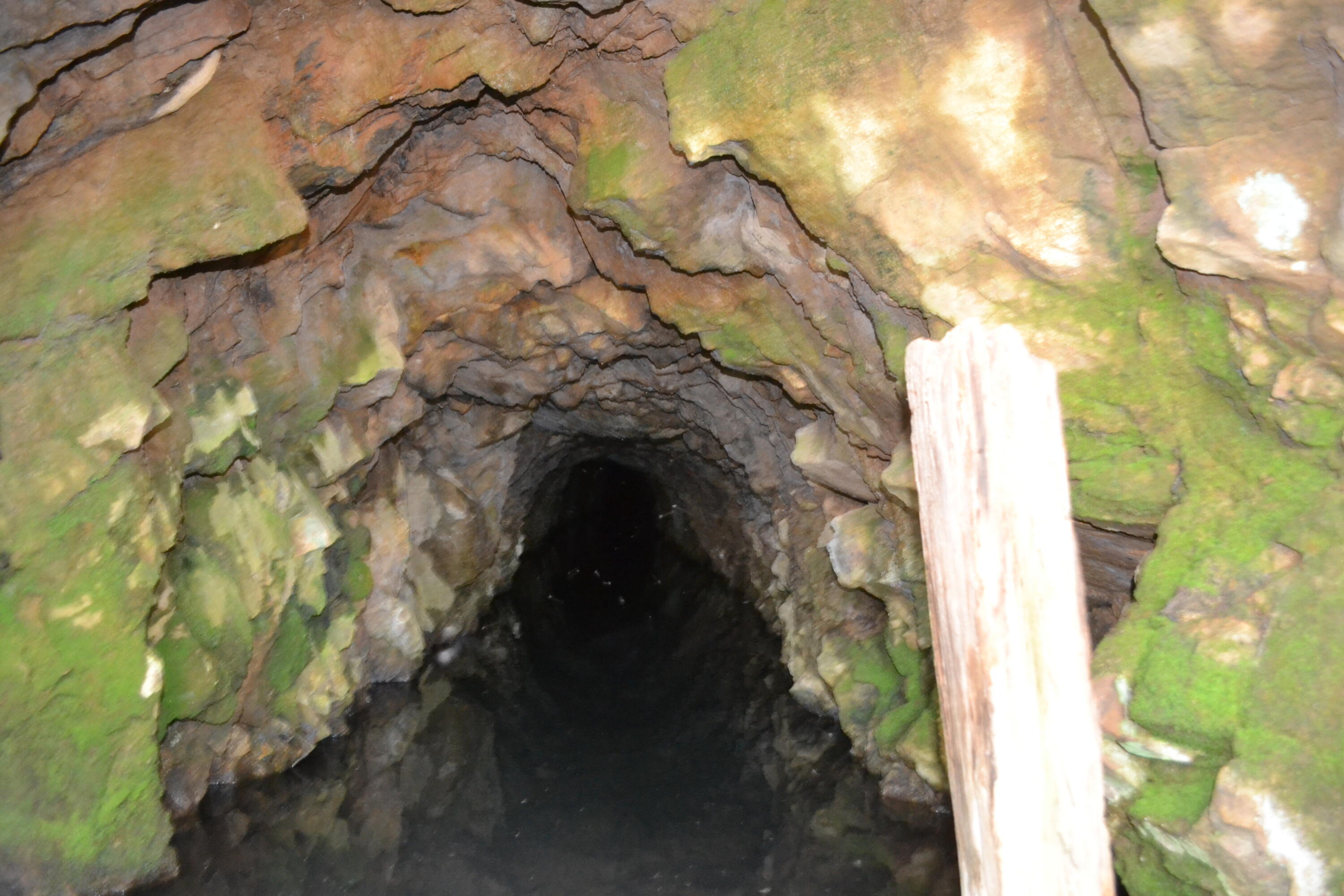 Backbone Road Bella Vista, CA 96008 - Photo 27 of 42 a close up of a tree
