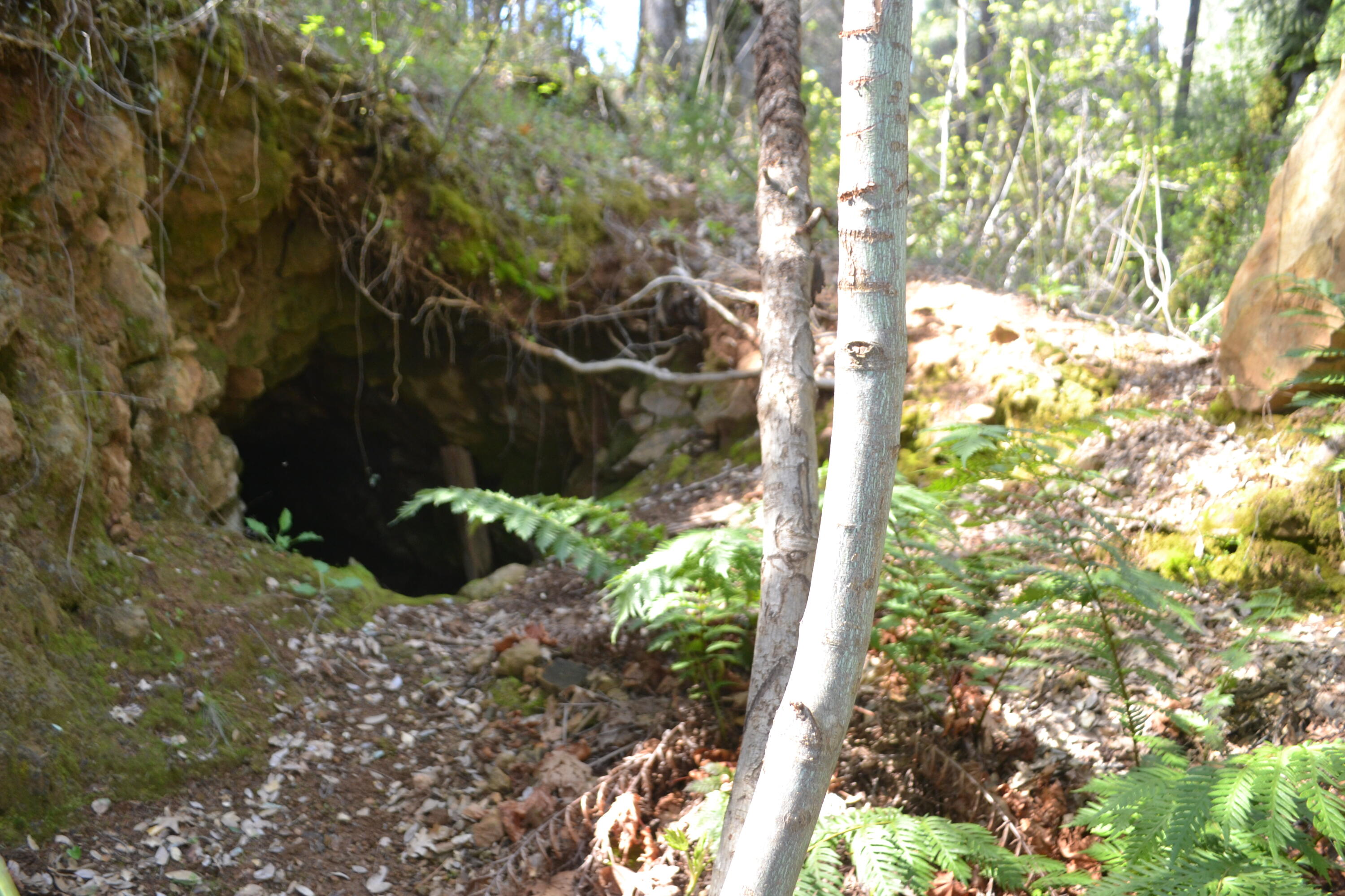 Backbone Road Bella Vista, CA 96008 - Photo 28 of 42 a view of a tree in a yard