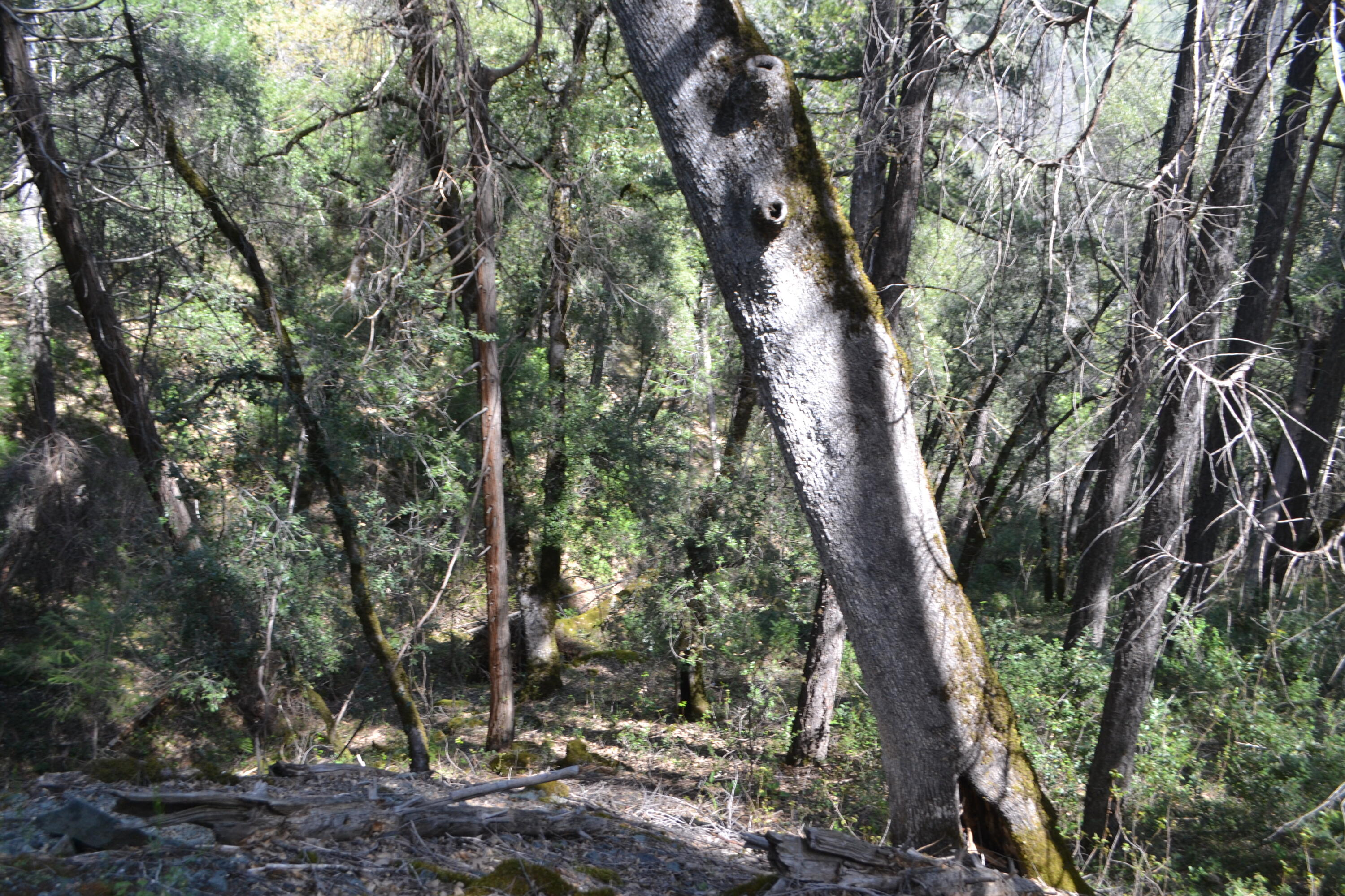 Backbone Road Bella Vista, CA 96008 - Photo 29 of 42 a view of tree