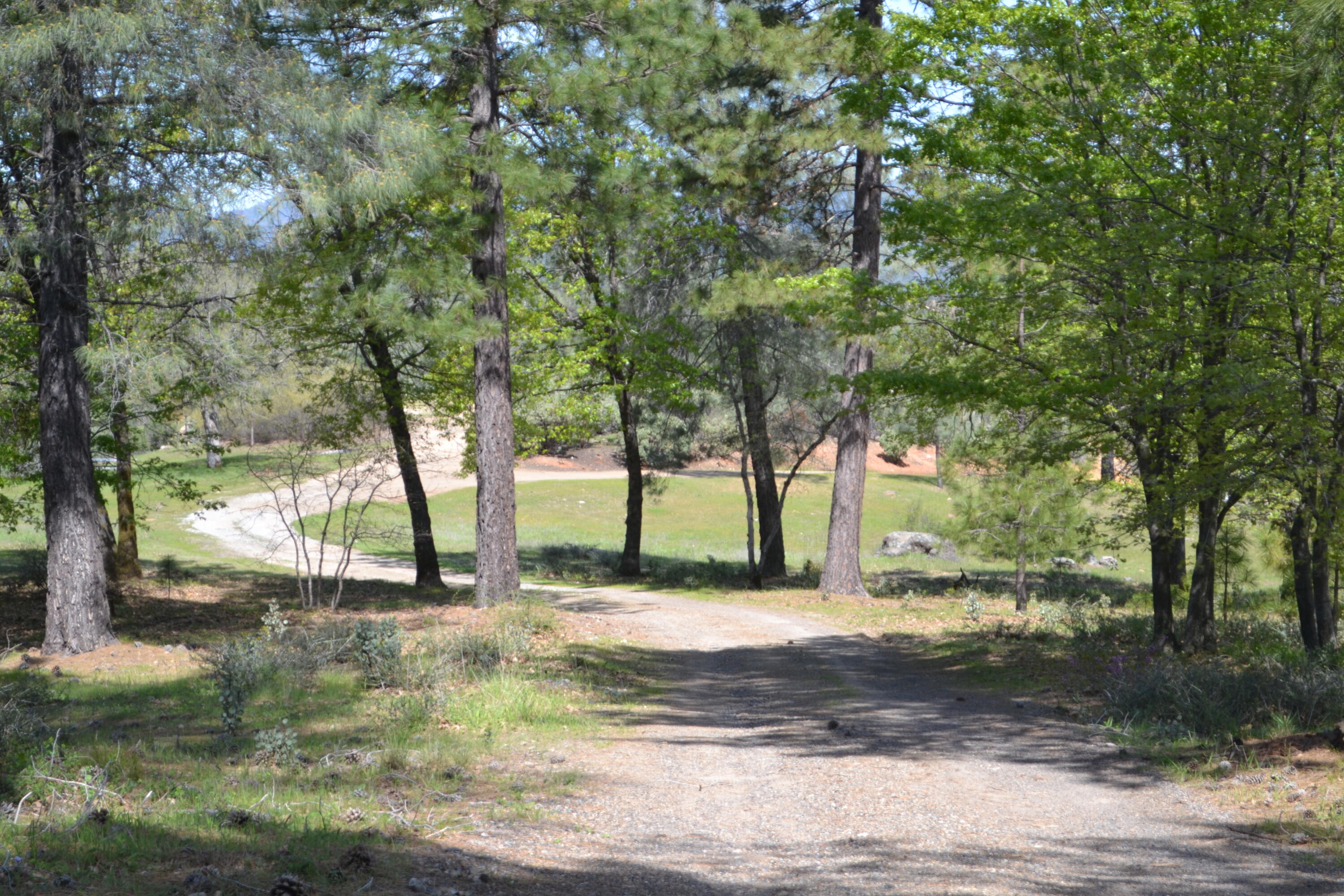 Backbone Road Bella Vista, CA 96008 - Photo 33 of 42 a view of yard with tree