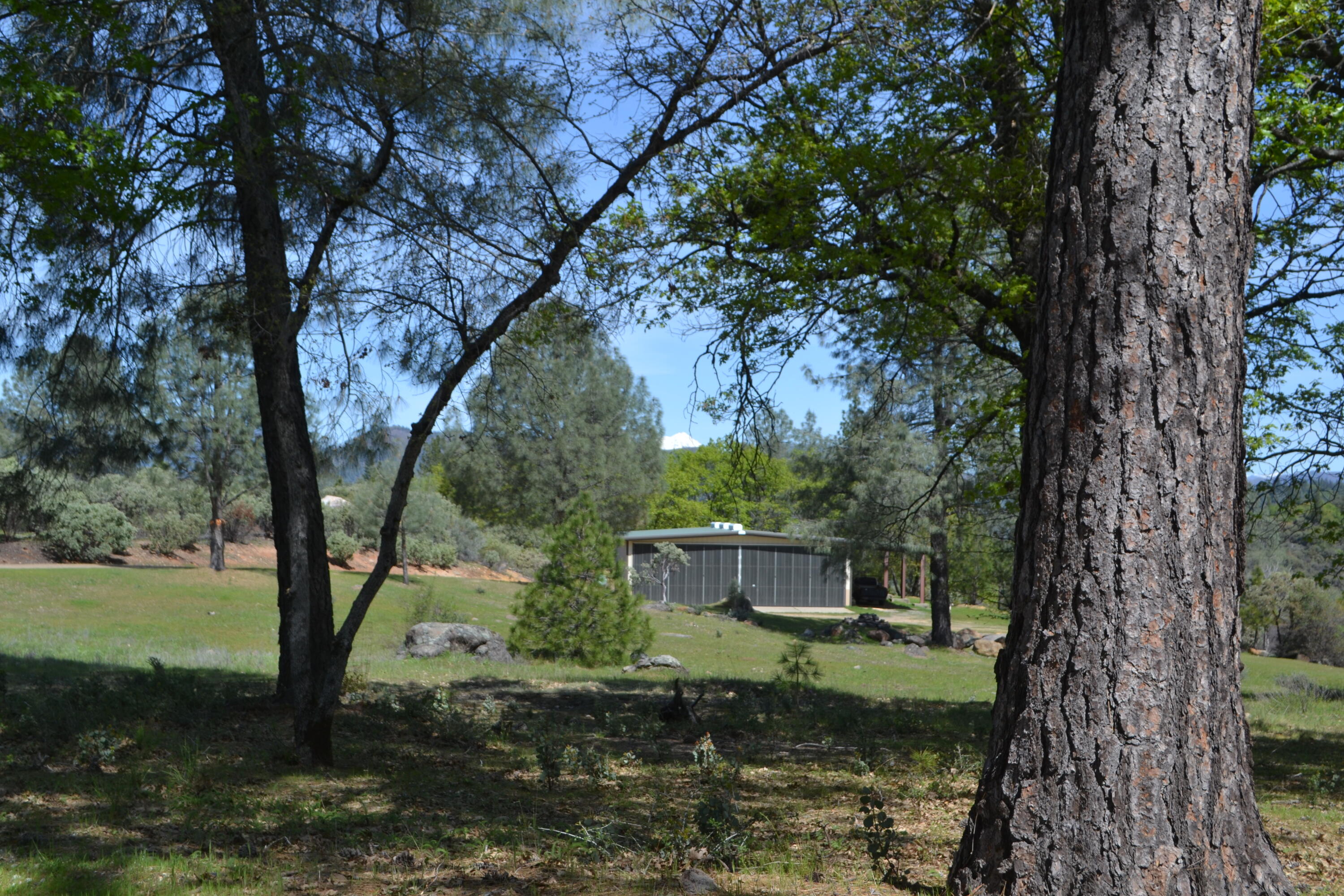 Backbone Road Bella Vista, CA 96008 - Photo 34 of 42 a view of a trees in a yard
