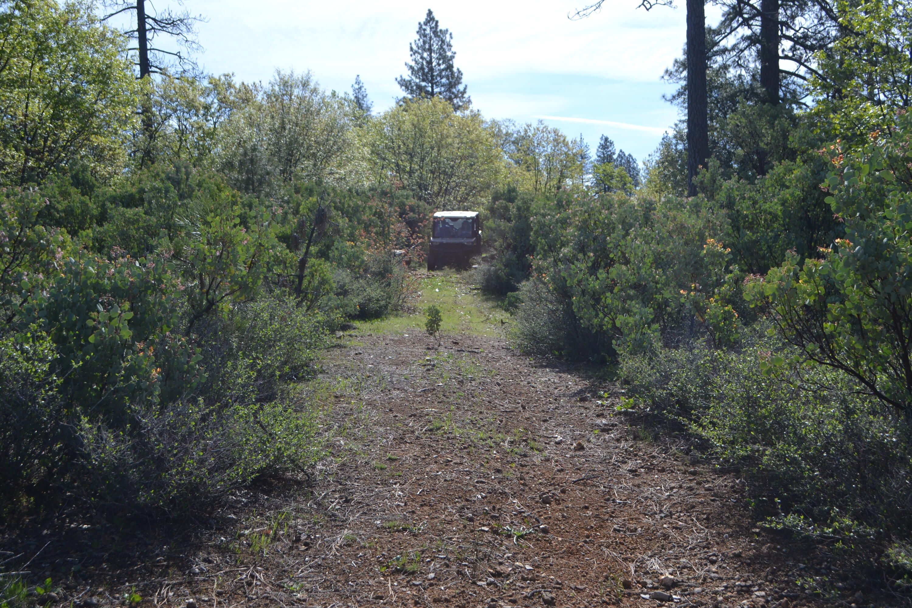 Backbone Road Bella Vista, CA 96008 - Photo 40 of 42 a view of a forest with trees in the background