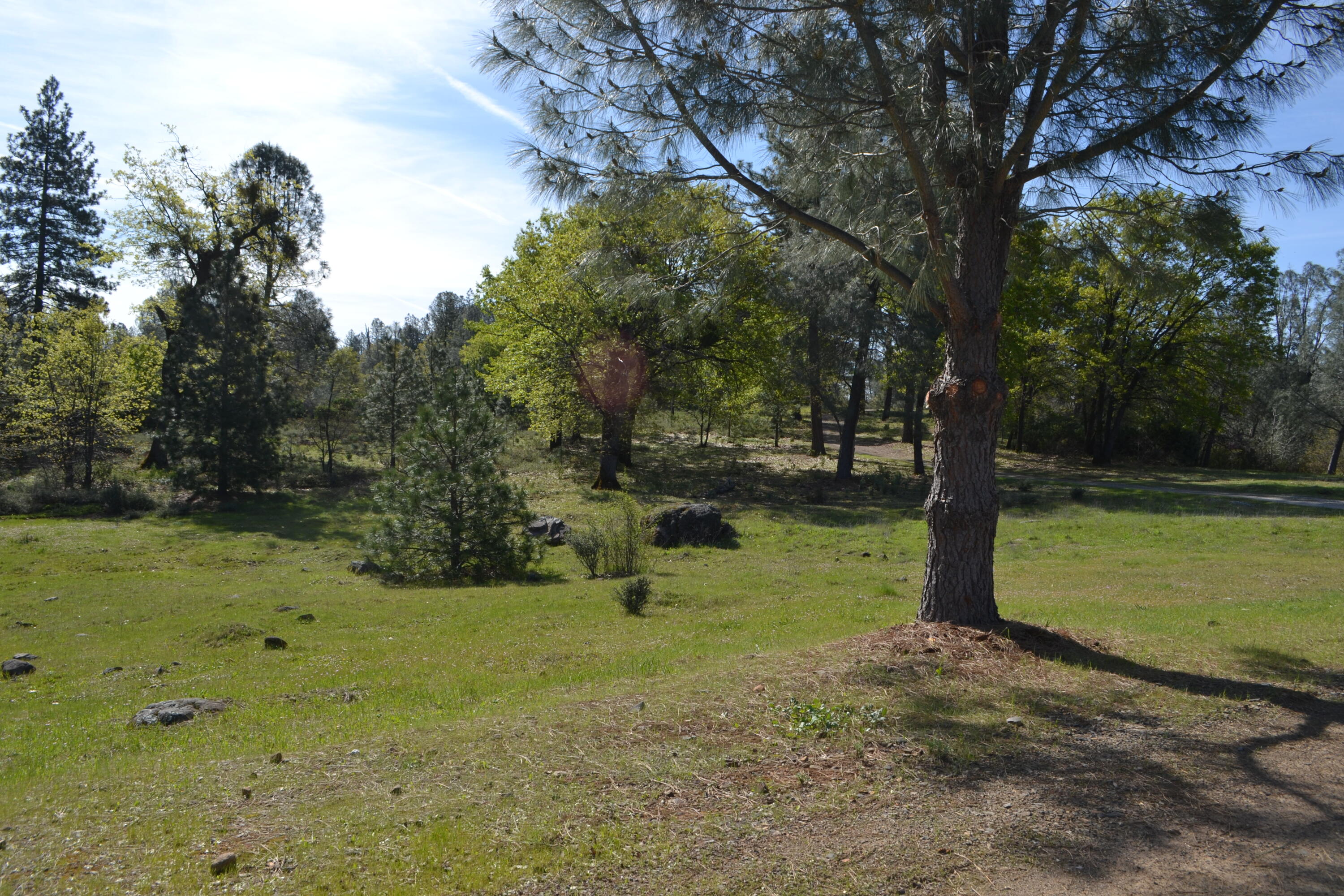 Backbone Road Bella Vista, CA 96008 - Photo 7 of 42 a view of a trees in a yard