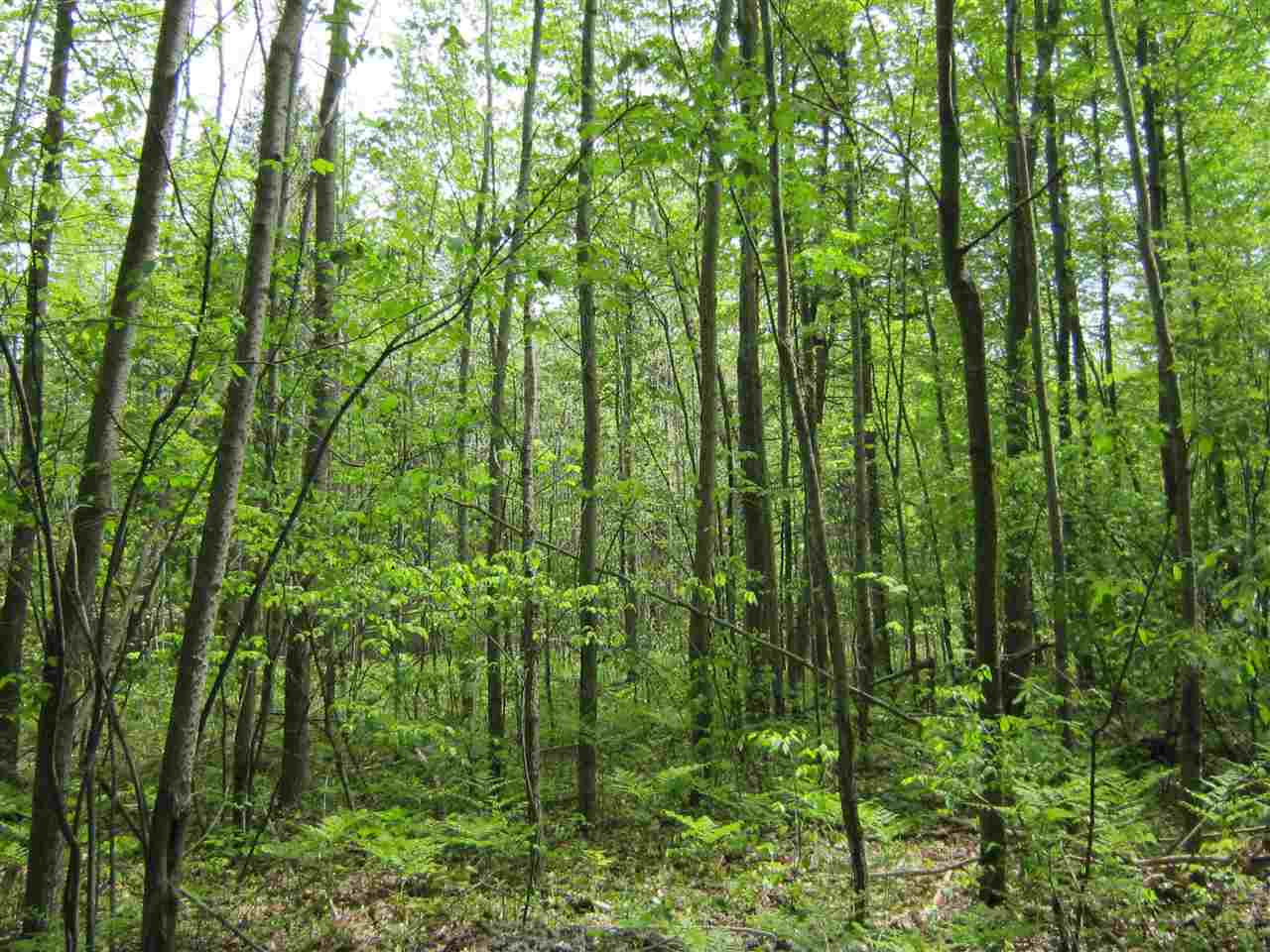 2900 Bass Lake Road Lupton, MI 48635 - Photo 14 of 86 1887746-13.JPG