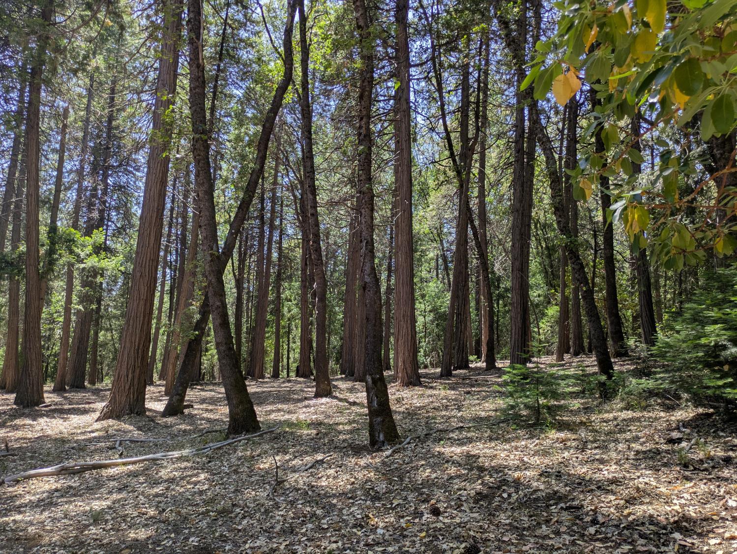 14365 North Bloomfield Road Nevada City, CA 95959 - Photo 21 of 21