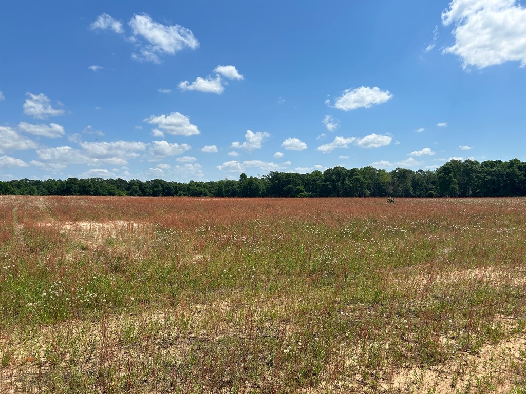 0 Singletary Road Slocomb, AL 36375 - Photo 2 of 3