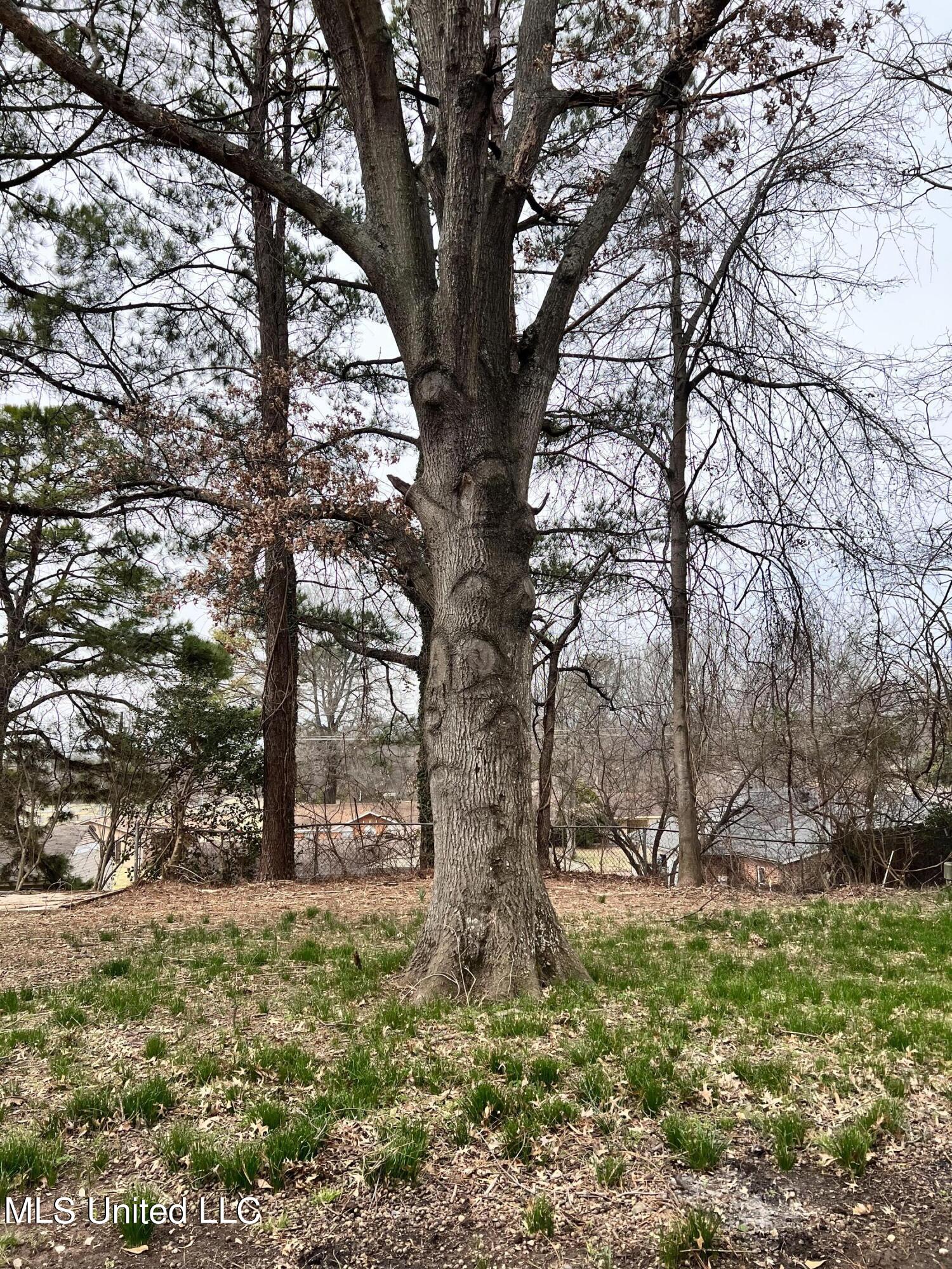 7537 Rockingham Drive Southaven, MS 38671 - Photo 12 of 12 nice backyard