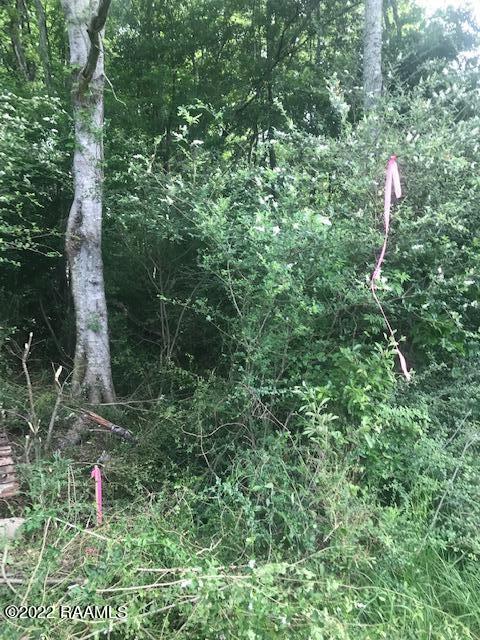 Tbd Tbd Blue Spring Road Sunset, LA 70584 - Photo 2 of 3 IMG_5709