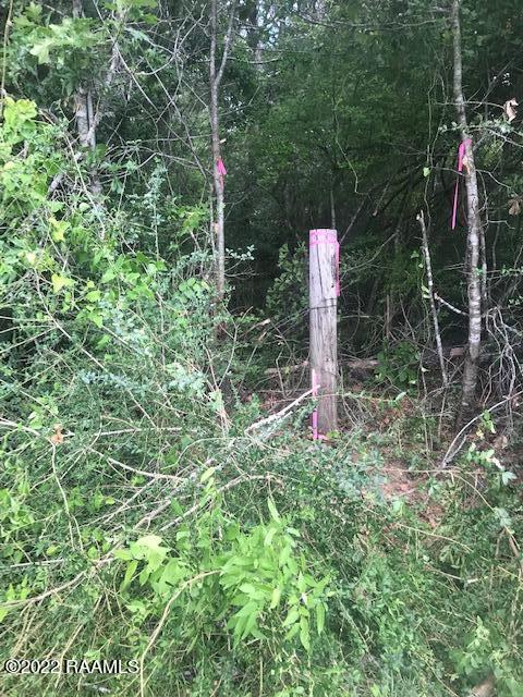 Tbd Tbd Blue Spring Road Sunset, LA 70584 - Photo 3 of 3 START_OF_ACREAGE_PHOTO