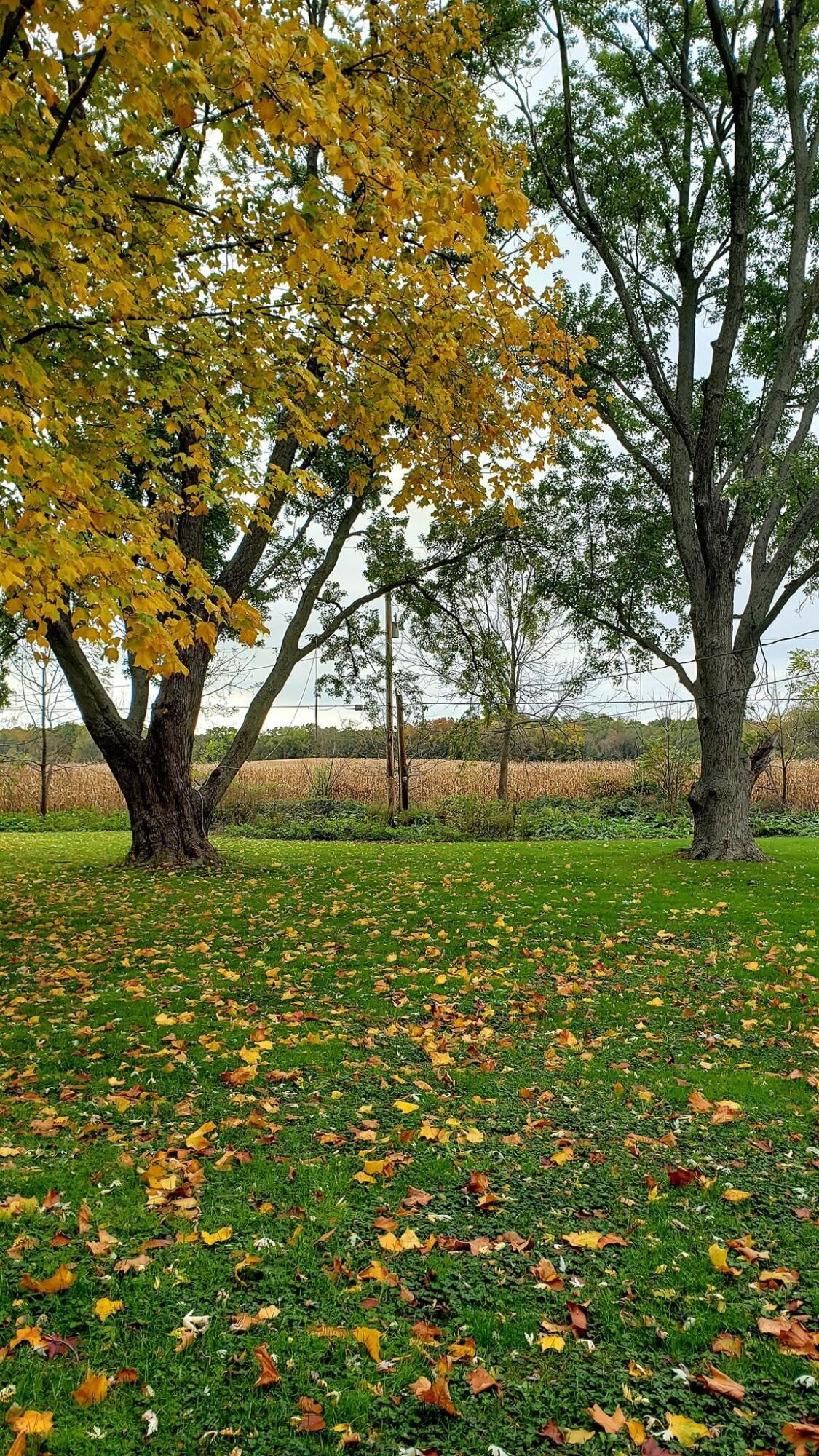 58612 Highway 131 Three Rivers, MI 49093 - Photo 4 of 17 back yard