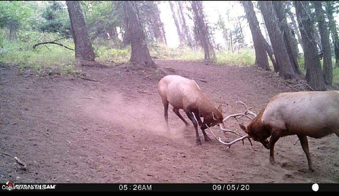 Nna West Reality Loop Coeur D'Alene, ID 83814 - Photo 16 of 16 20230725230426207100000000-o