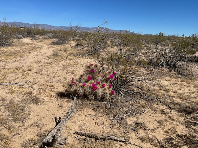 207-17-166a Cherry Road Yucca, AZ 86438 - Photo 2 of 15