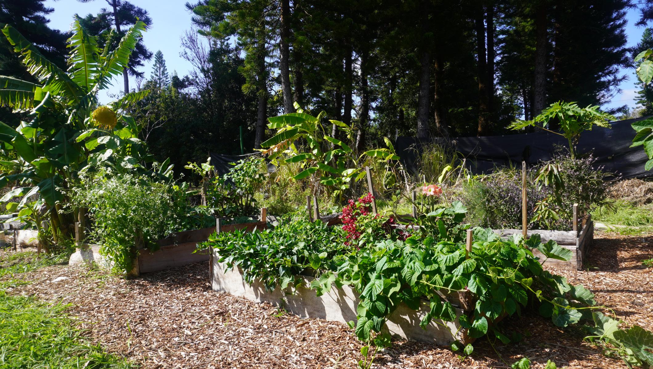 94-2132 South Point Road Naalehu, HI 96772 - Photo 8 of 13 a view of a garden