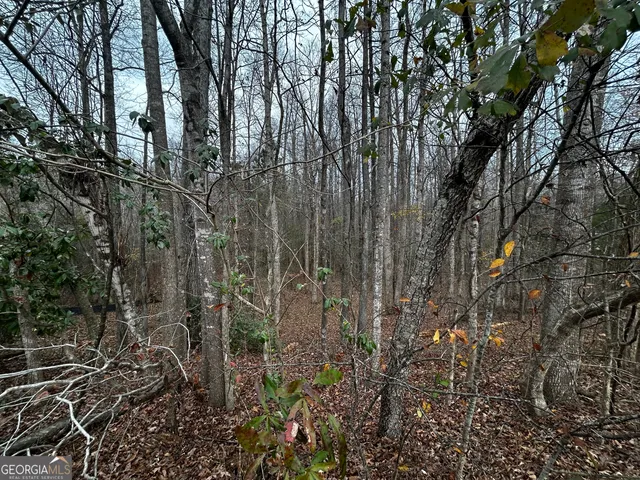 a view of a yard with large trees