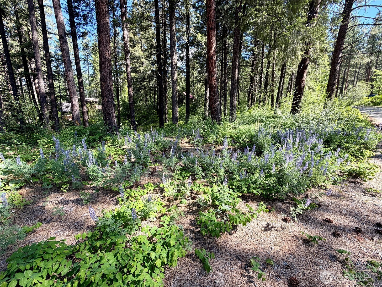 11 Highland Mdw Road Winthrop, WA 98862 - Photo 20 of 25 a view of a lush green forest