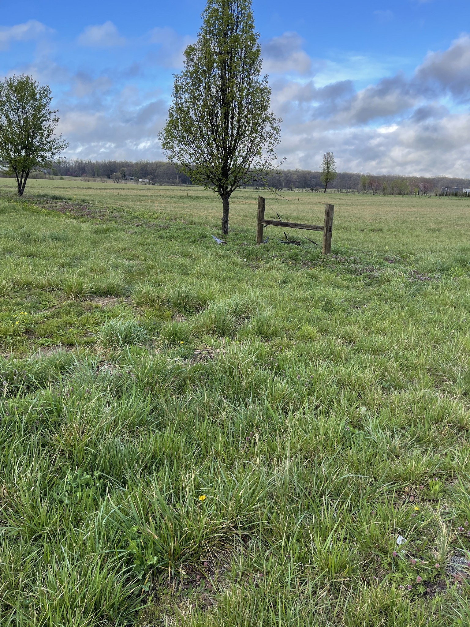 0 Bell Road Morrison, TN 37357 - Photo 2 of 7 a view of a field with an trees