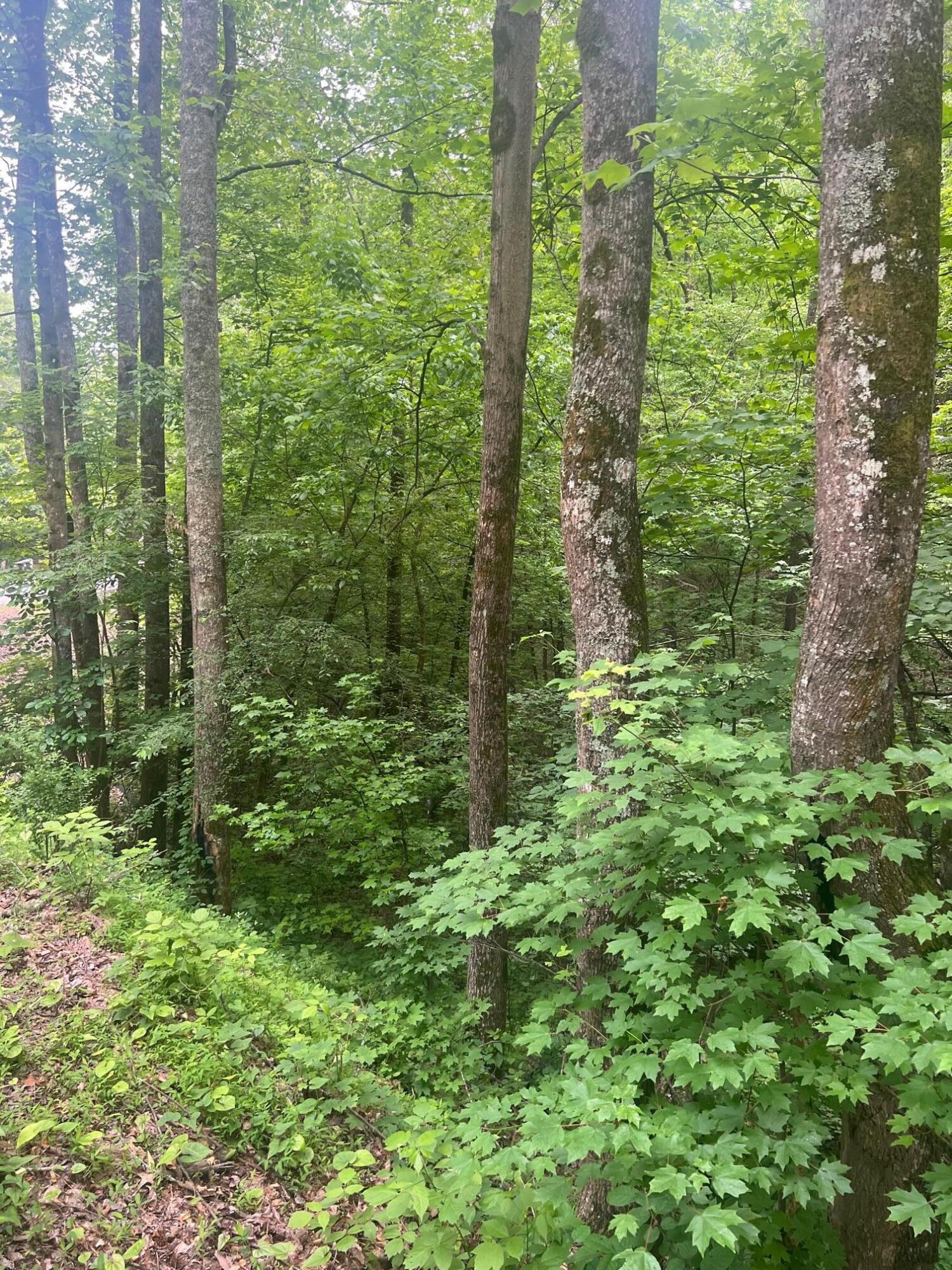 0 Northwest Lower River Road Charleston, TN 37310 - Photo 1 of 3 photo 3 of lower river road