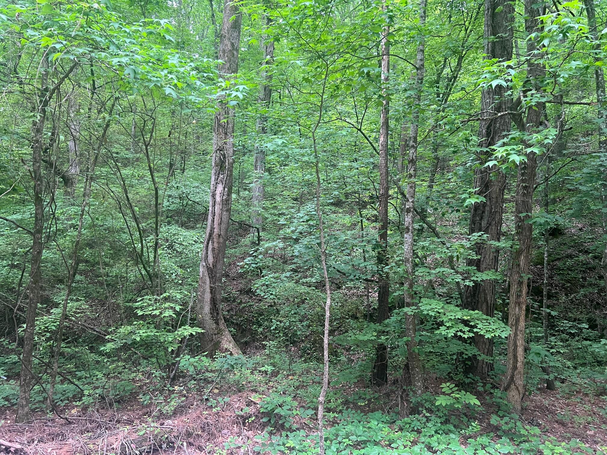 0 Northwest Lower River Road Charleston, TN 37310 - Photo 2 of 3 photo 2 of lower river road