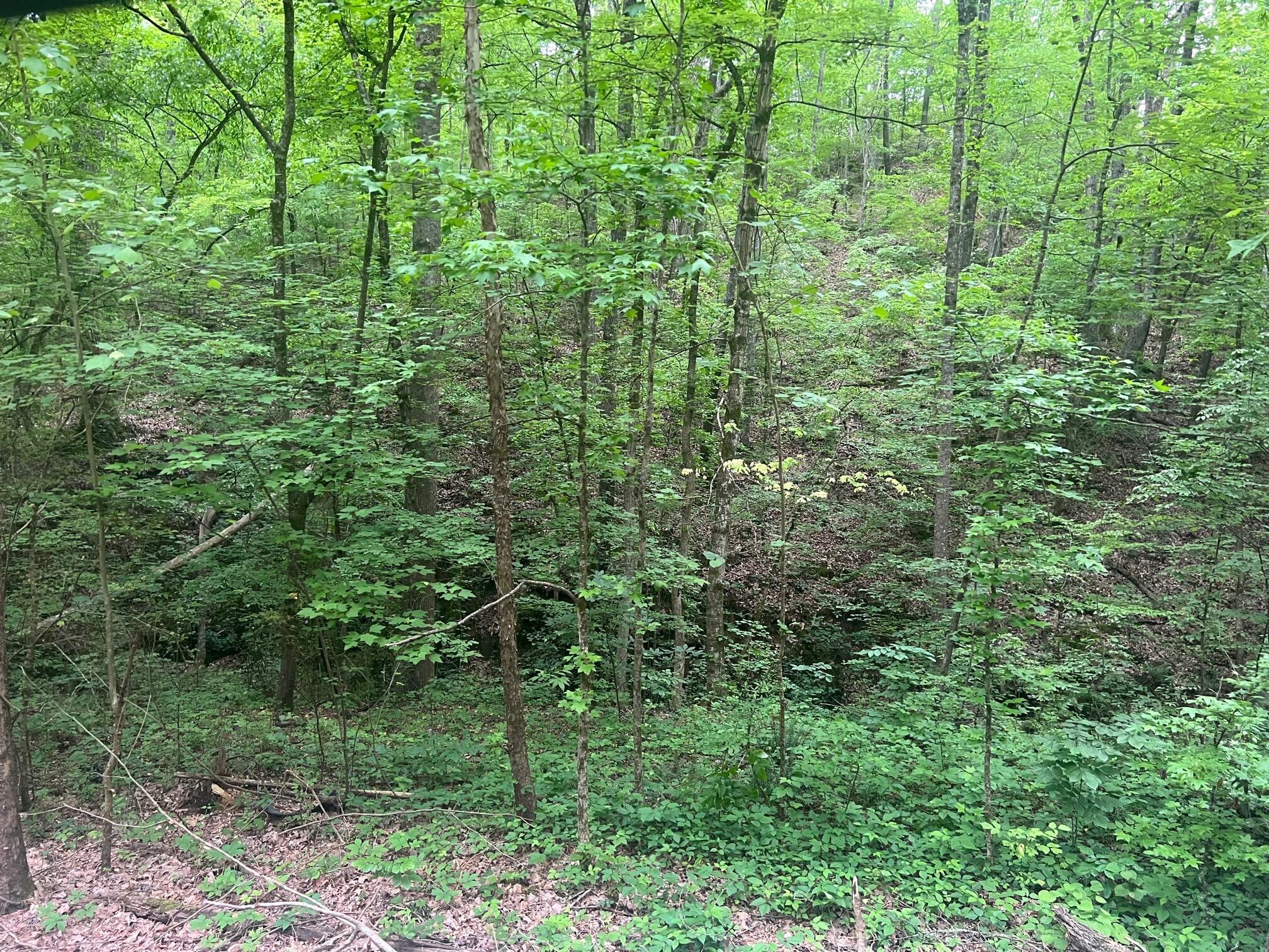 0 Northwest Lower River Road Charleston, TN 37310 - Photo 3 of 3 photo1 of lower river road