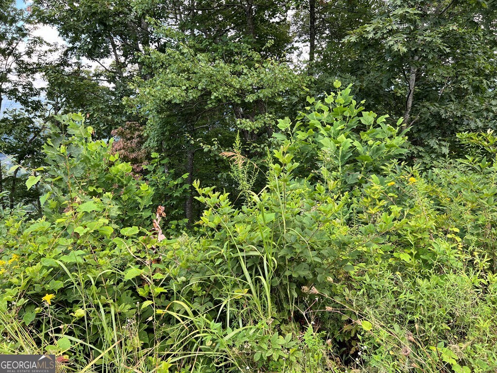 Lot 73 M Ridges Hayesville, NC 28904 - Photo 36 of 45 a view of a tree