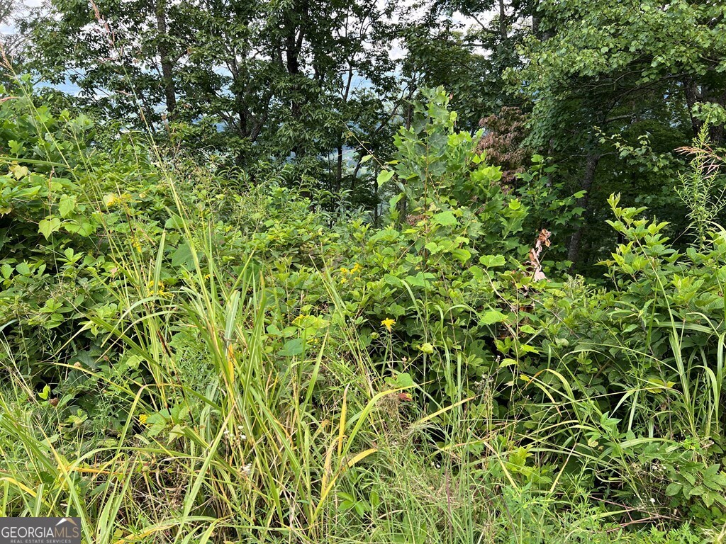 Lot 73 M Ridges Hayesville, NC 28904 - Photo 39 of 45 a view of a lush green field