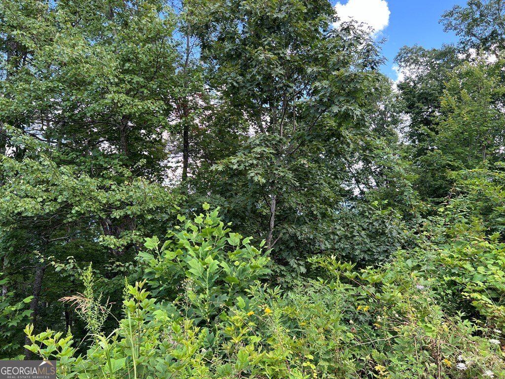 Lot 73 M Ridges Hayesville, NC 28904 - Photo 40 of 45 a view of a lush green forest