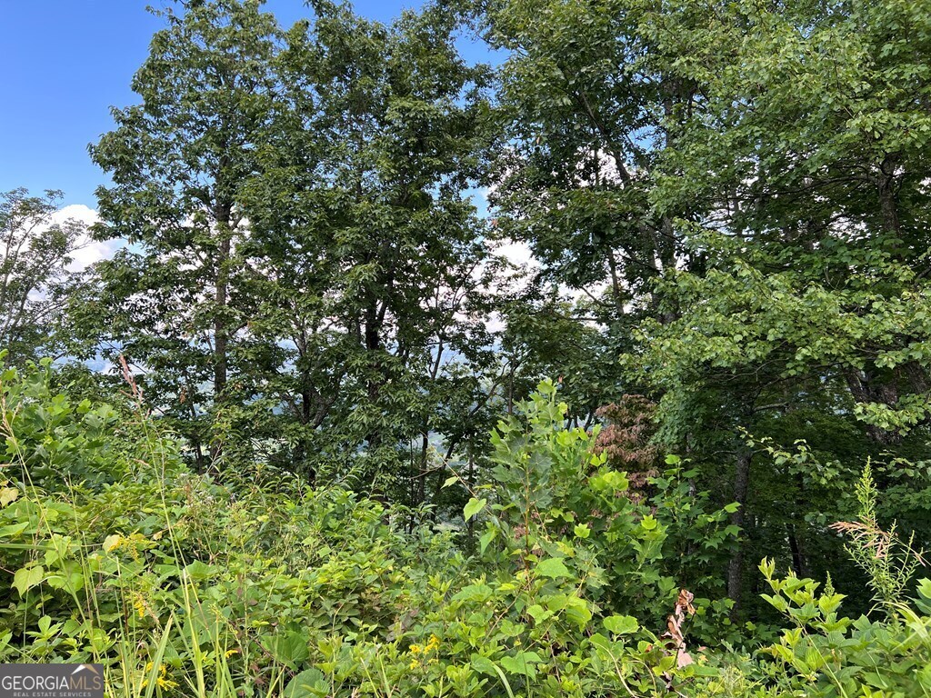 Lot 73 M Ridges Hayesville, NC 28904 - Photo 4 of 45 a view of a tree