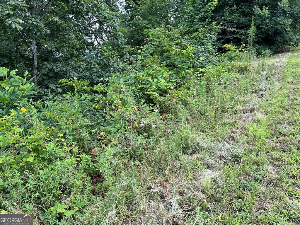 Lot 73 M Ridges Hayesville, NC 28904 - Photo 41 of 45 a view of a lush green forest