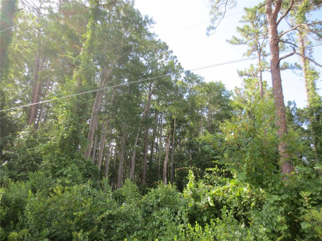 14655 Northeast 14th Street Road Silver Springs, FL 34488 - Photo 3 of 6