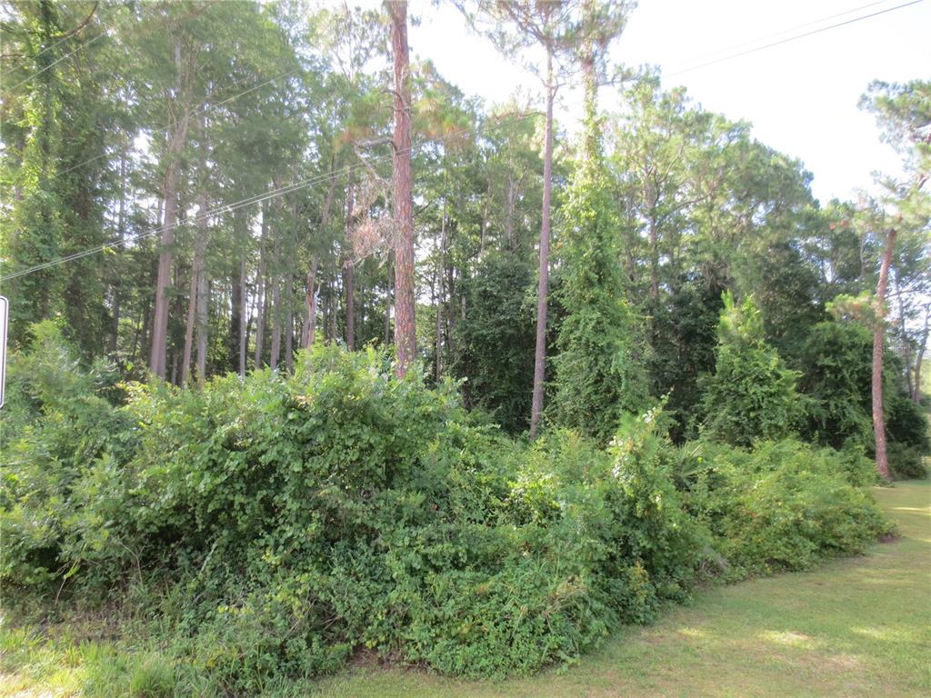 14655 Northeast 14th Street Road Silver Springs, FL 34488 - Photo 4 of 6