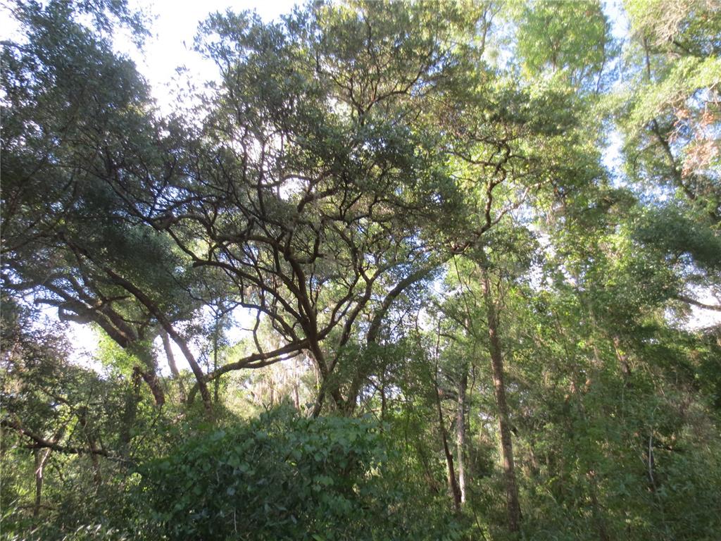 14655 Northeast 14th Street Road Silver Springs, FL 34488 - Photo 5 of 6